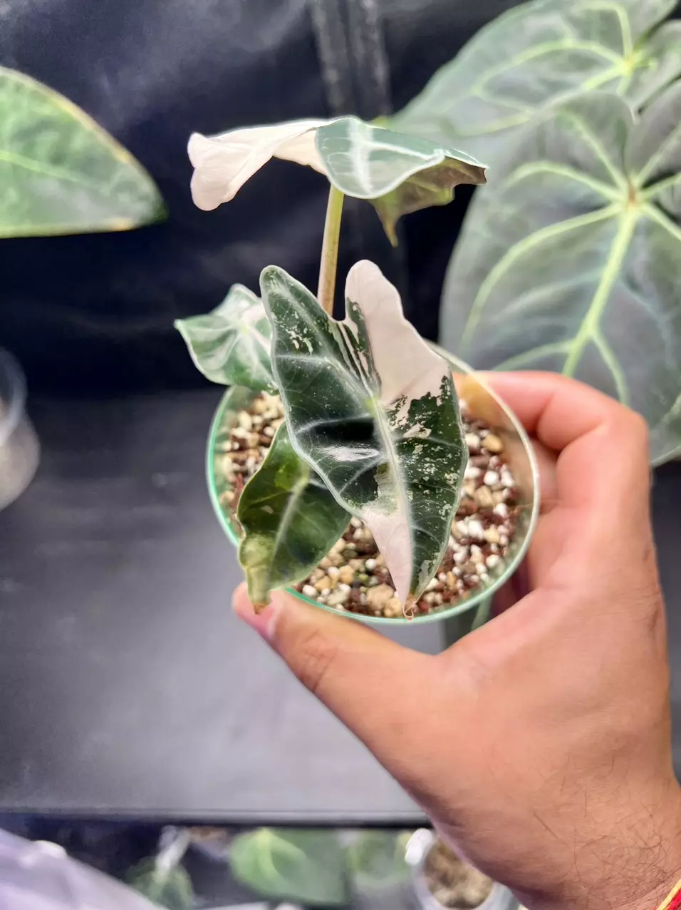 plant/Variegated Alocasia Amazonica Polly (Pink)-1