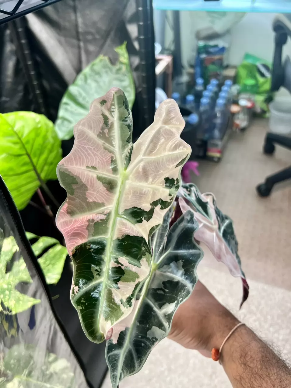 plant/Variegated Alocasia Amazonica Polly (Pink)-4