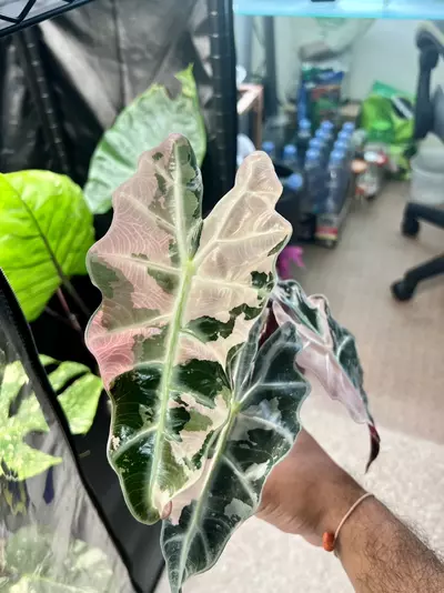 plant/Variegated Alocasia Amazonica Polly (Pink)-4-thumbnail