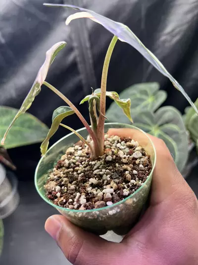 plant/Variegated Alocasia Amazonica Polly (Pink)-3-thumbnail