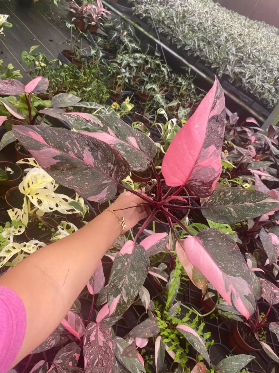 plant/4" Philodendron Pink princess Marble-1