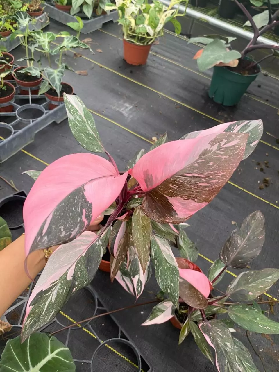 plant/4" Philodendron Pink princess Marble-0