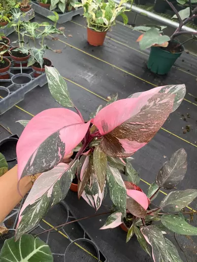plant/4" Philodendron Pink princess Marble-0-thumbnail