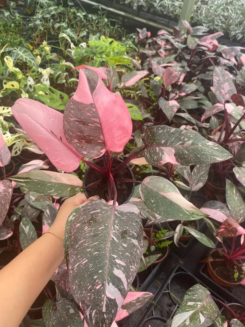plant/4" Philodendron Pink princess Marble-2