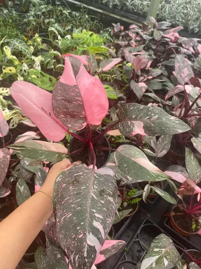 plant/4" Philodendron Pink princess Marble-2-thumbnail