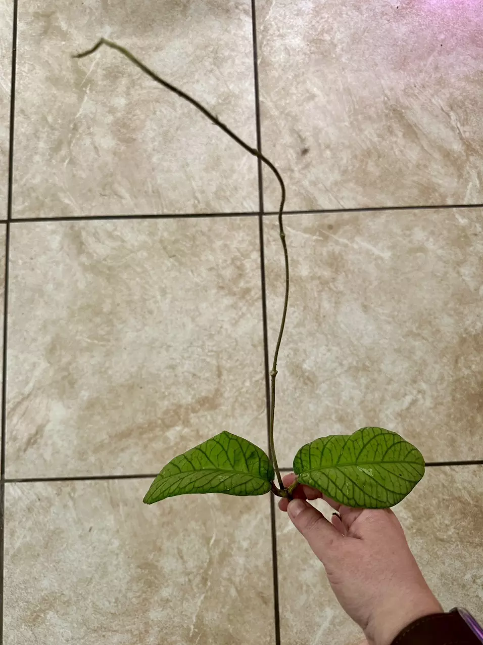 plant/Hoya meredithii newly rooted cutting for @TheBotanicalBazaar-1
