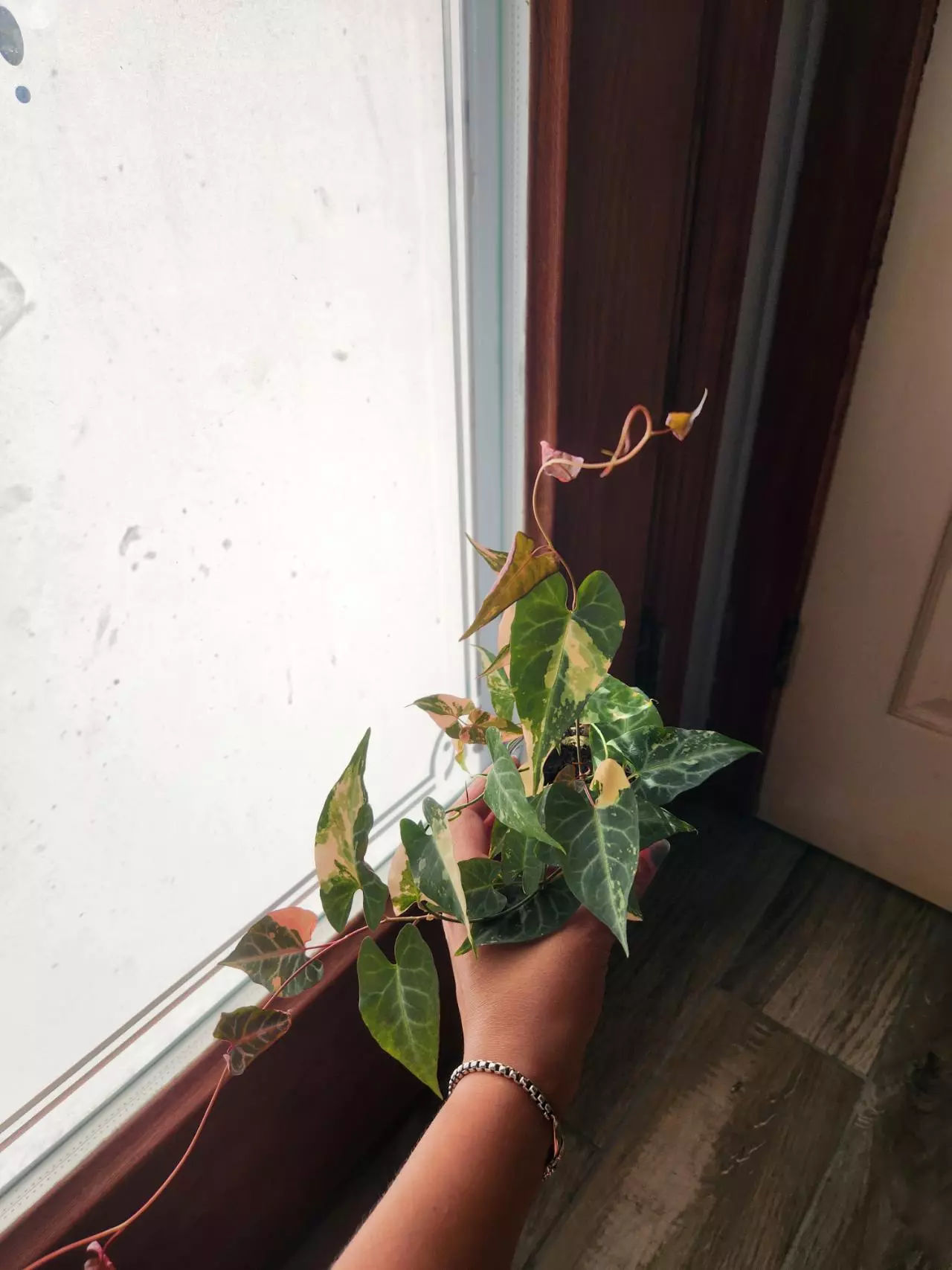 plant/Fallopia Multiflora Variegated rooted cutting (A)-1