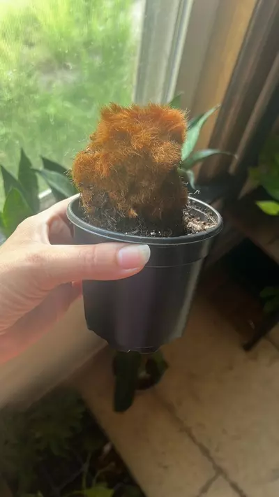 plant/Chicken fern-0-thumbnail