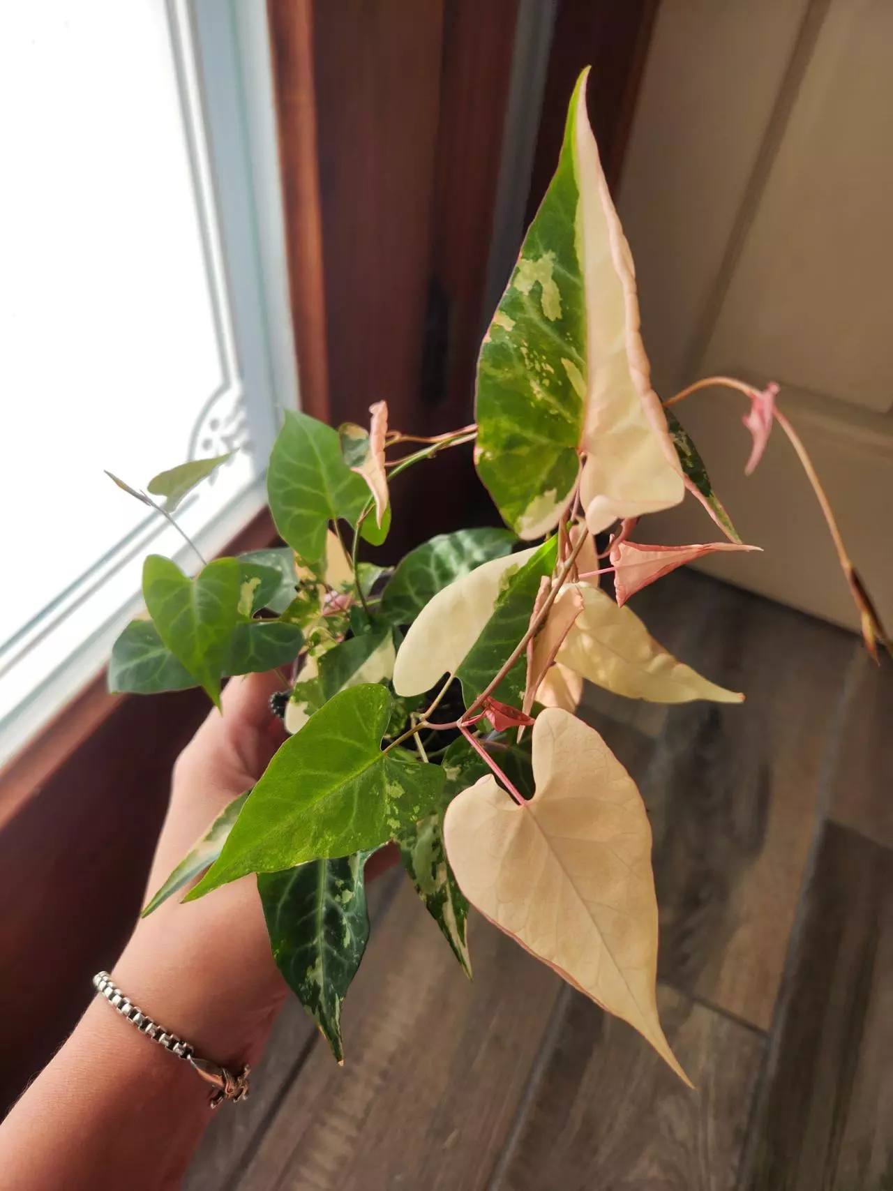 plant/Fallopia Multiflora Variegated rooted cutting (B)-0
