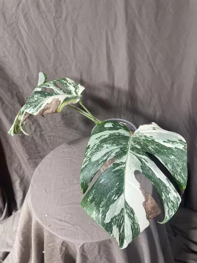 plant/“White Tiger” Monstera Albo-1-thumbnail