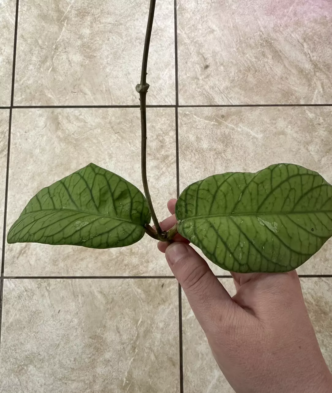 plant/Hoya meredithii newly rooted cutting for @TheBotanicalBazaar-0