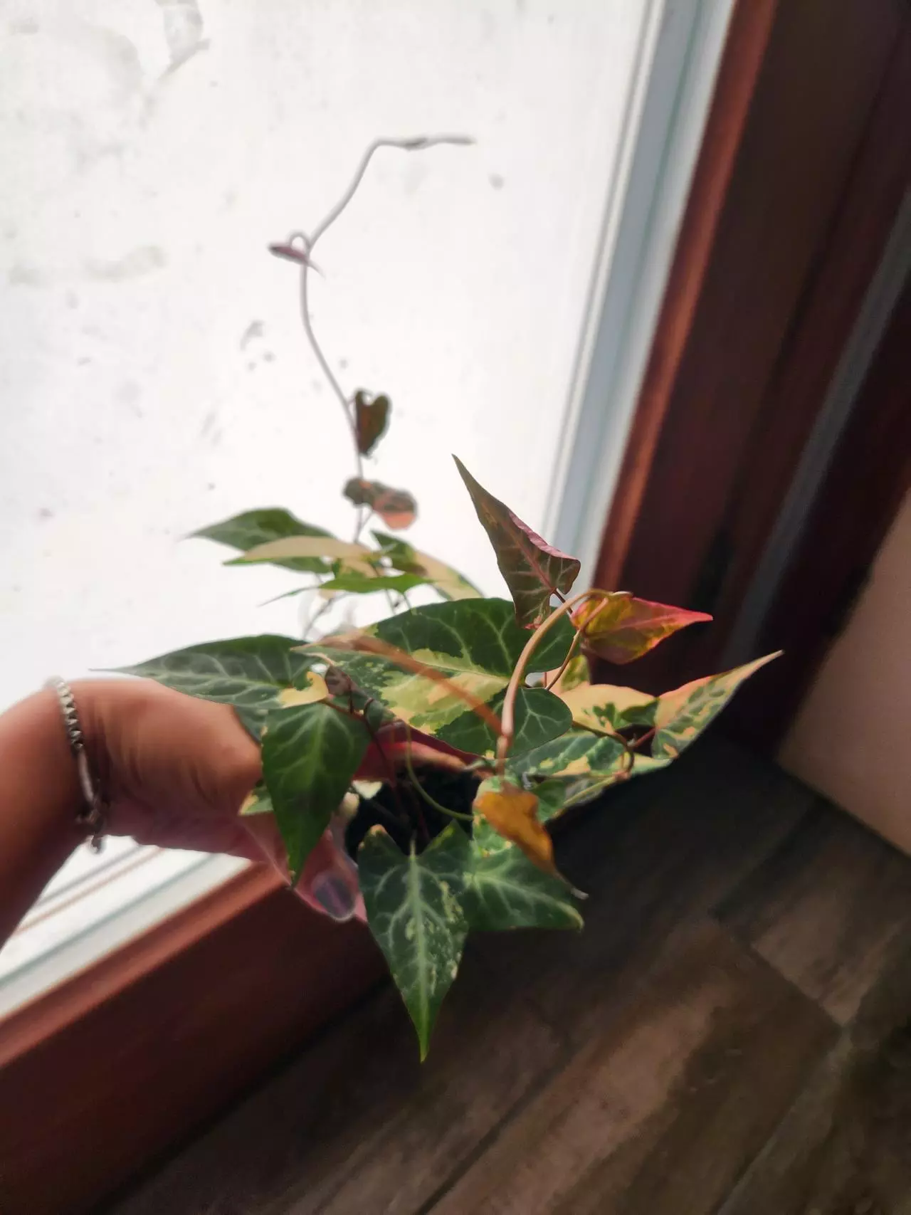 plant/Fallopia Multiflora Variegated rooted cutting (A)-0