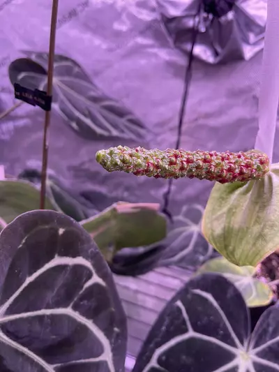 shipping_upgrade/Big Plant Shipping-0-thumbnail