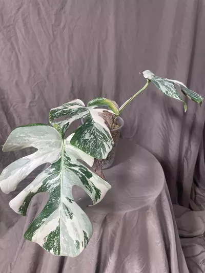 plant/“White Tiger” Monstera Albo-2-thumbnail