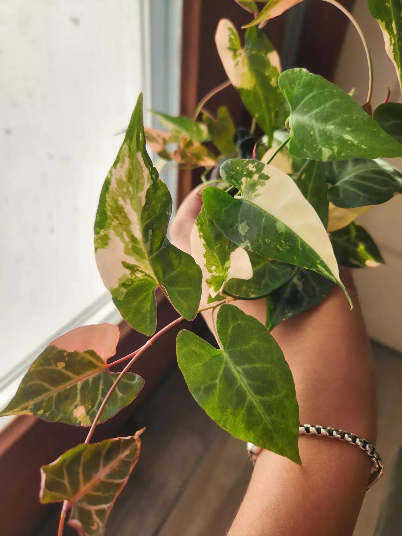 plant/Fallopia Multiflora Variegated rooted cutting (A)-2