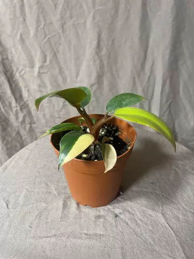 plant/Variegated Red Congo Philodendron-1-thumbnail