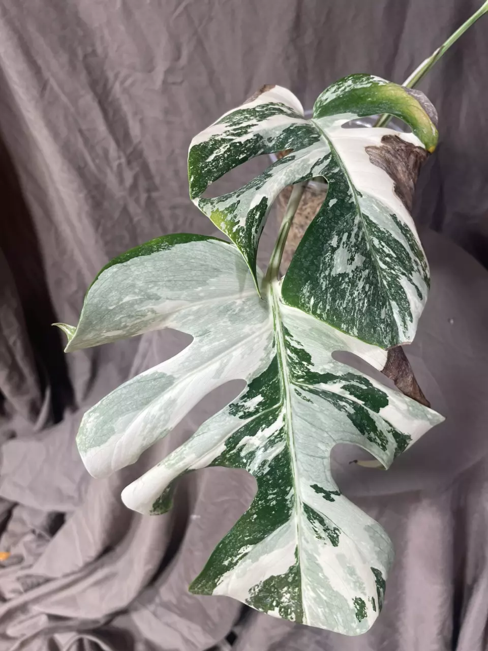 plant/“White Tiger” Monstera Albo-0