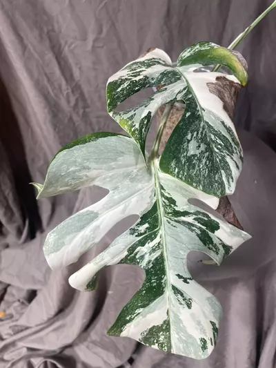 plant/“White Tiger” Monstera Albo-0-thumbnail