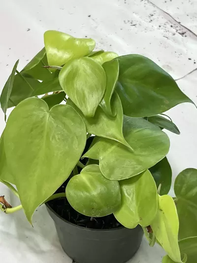 plant/Lemon lime heartleaf philo-0-thumbnail