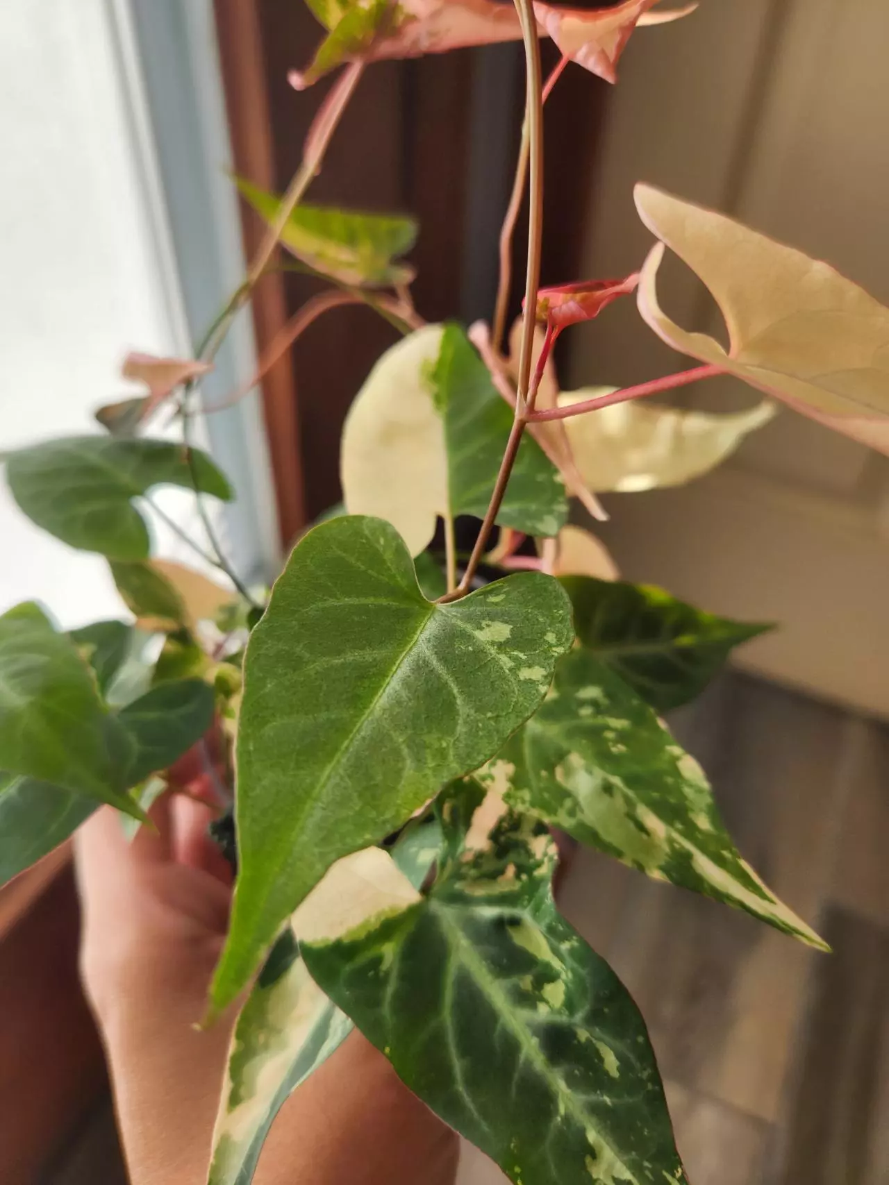 plant/Fallopia Multiflora Variegated rooted cutting (B)-1