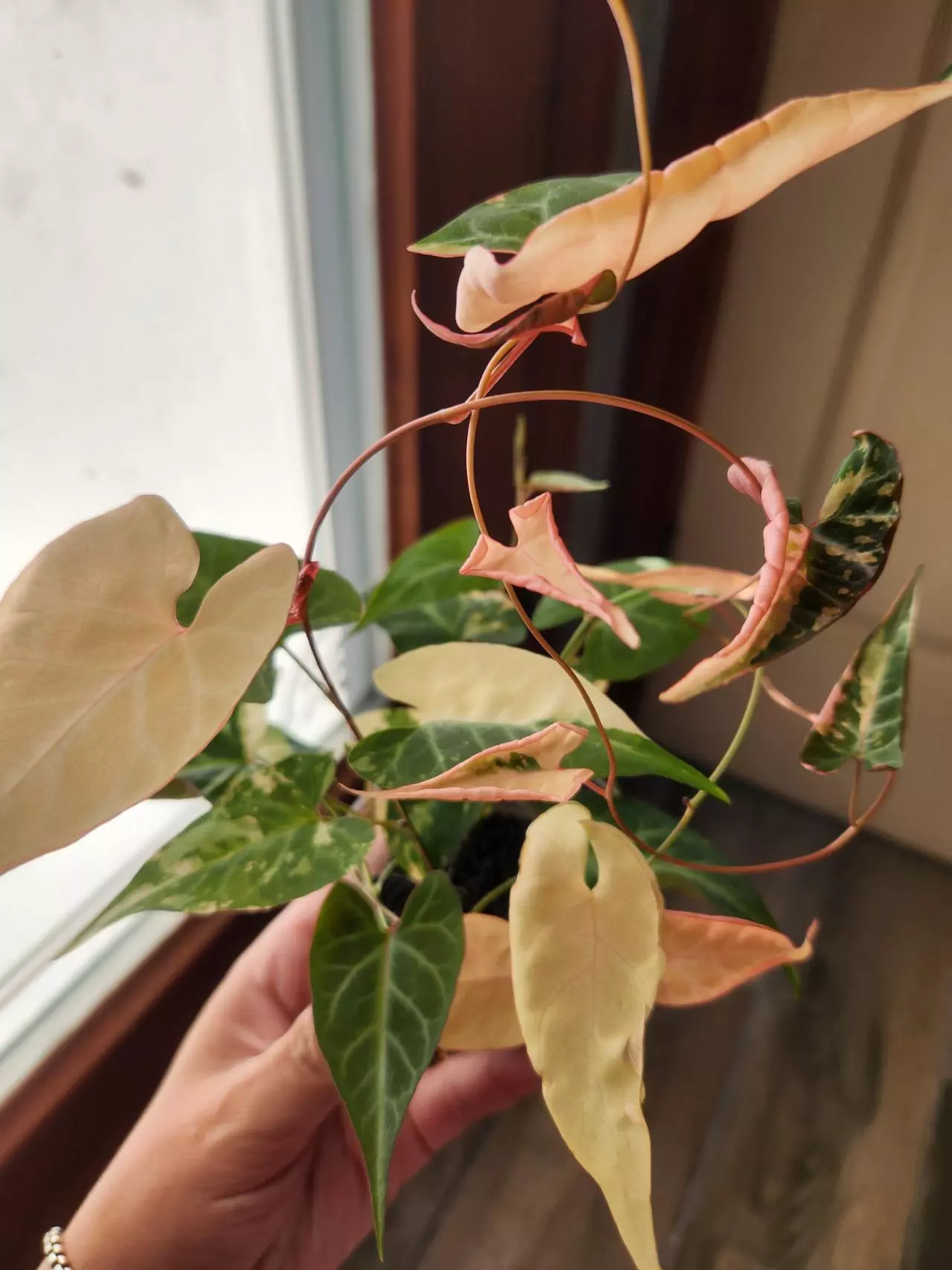 plant/Fallopia Multiflora Variegated rooted cutting (B)-2