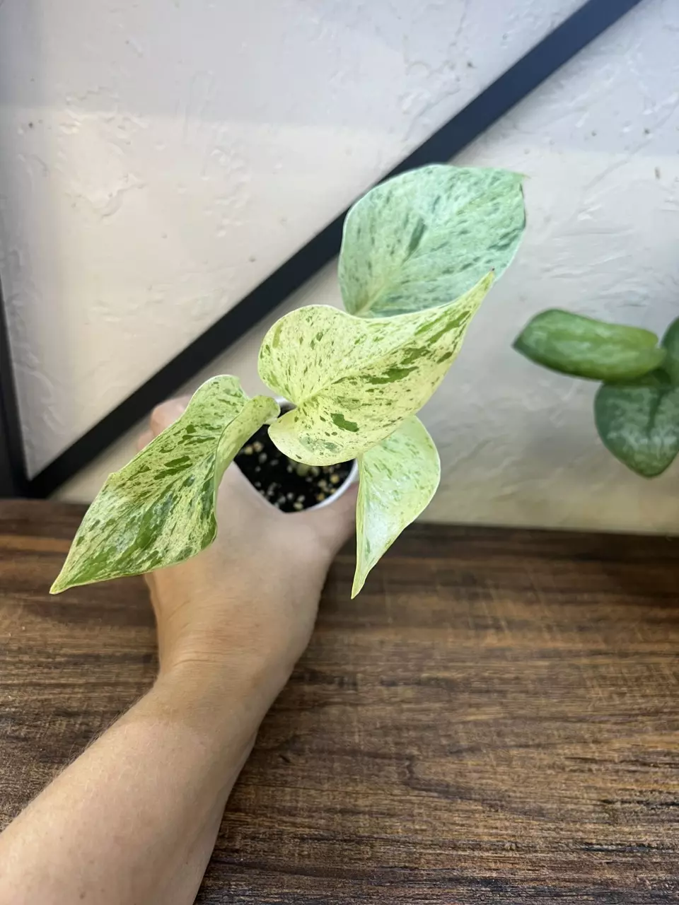 plant/Snow queen pothos small-0
