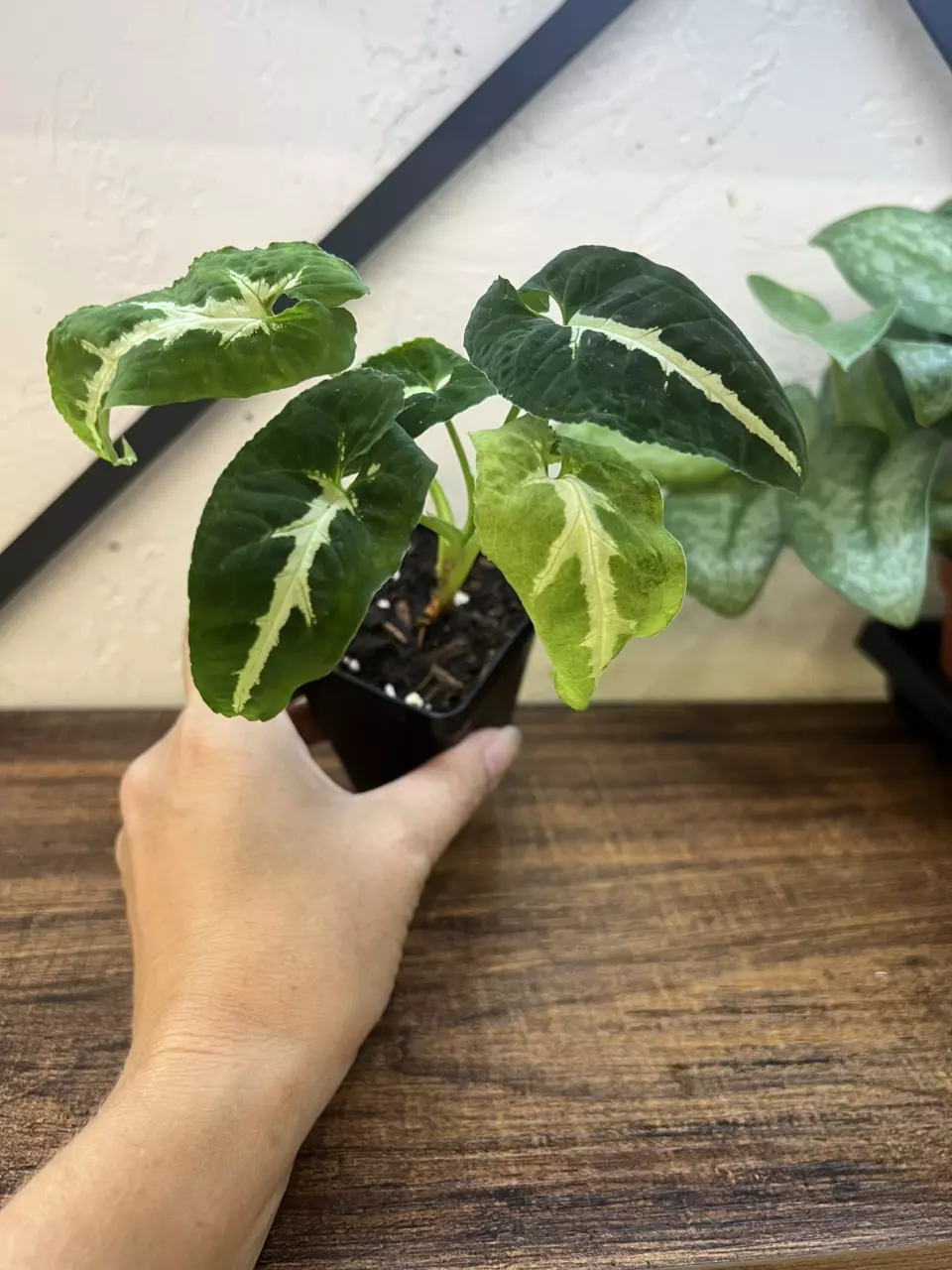 plant/Syngonium wendlandii-0