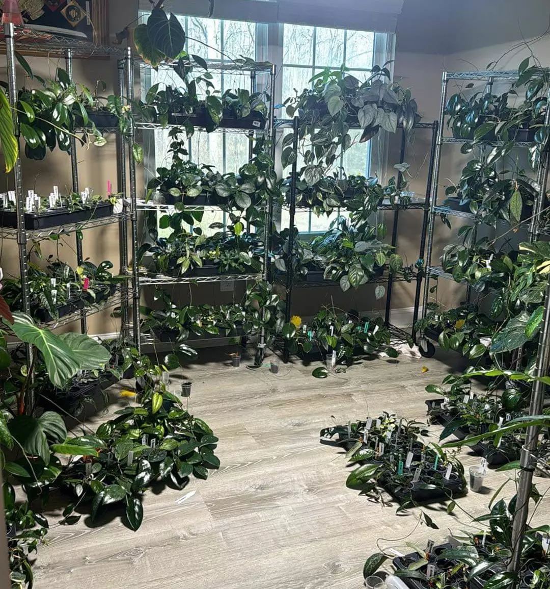 plant/Mystery Plant Box A-0