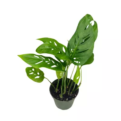 plant/6 Plant Bundle-2-thumbnail