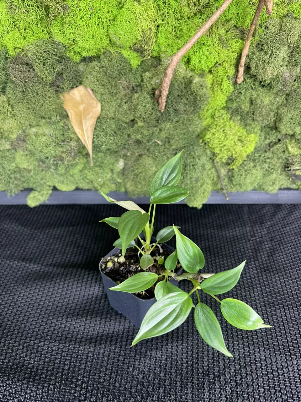 plant/Philodendron Majestic-1