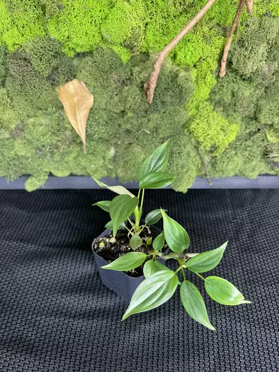 plant/Philodendron Majestic-1-thumbnail