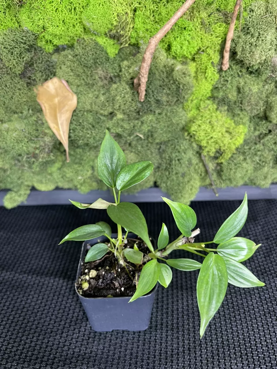 plant/Philodendron Majestic-2