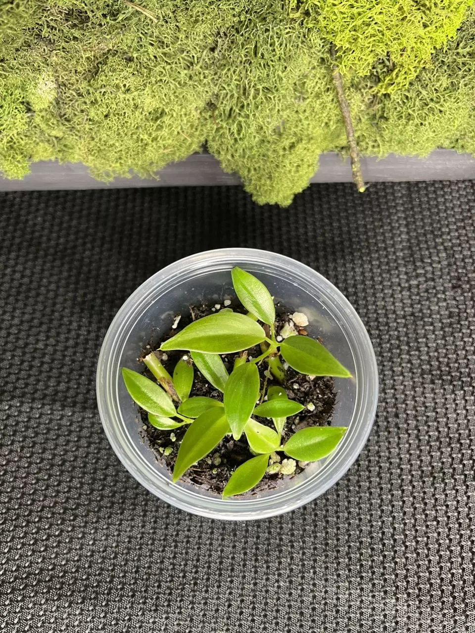 plant/Philodendron Glorious-0