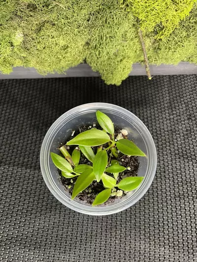 plant/Philodendron Glorious-0-thumbnail