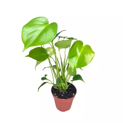 plant/6 Plant Bundle-3-thumbnail