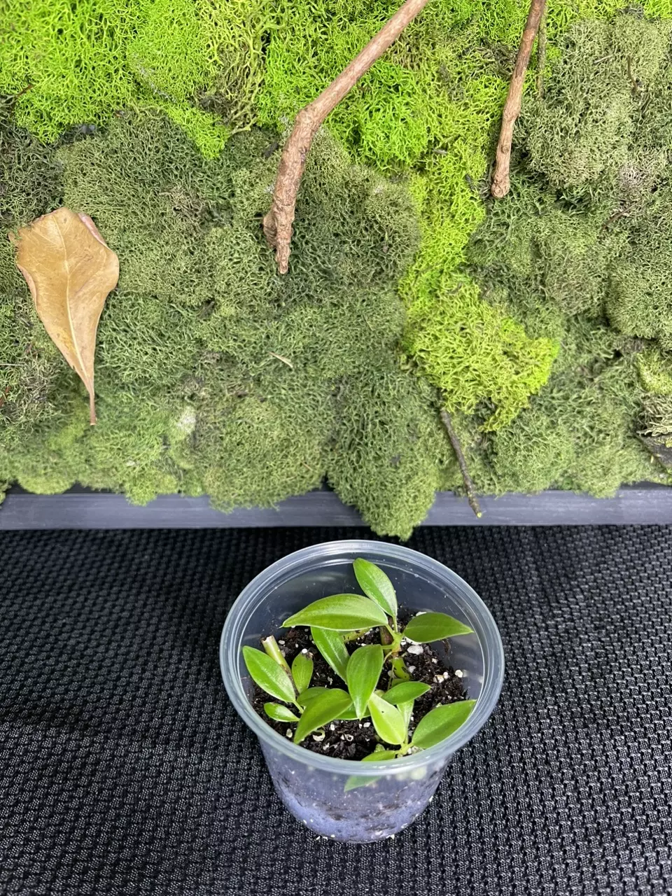 plant/Philodendron Glorious-1