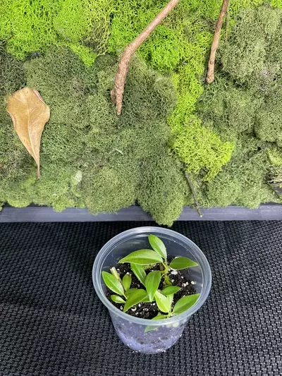 plant/Philodendron Glorious-1-thumbnail