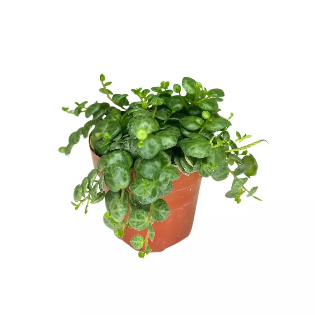 plant/6 Plant Bundle-0