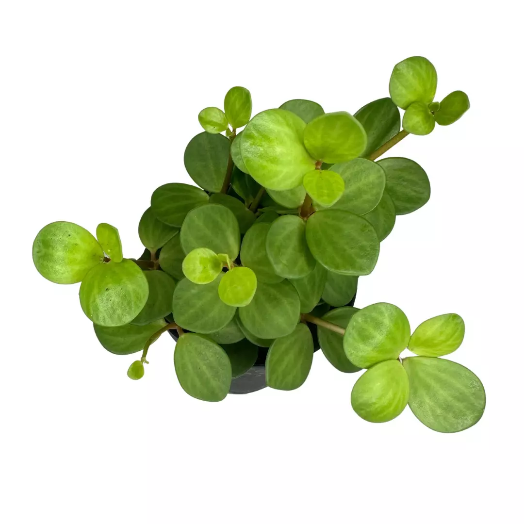 plant/6 Plant Bundle-5