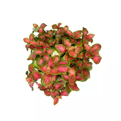 plant/6 Plant Bundle-4-thumbnail