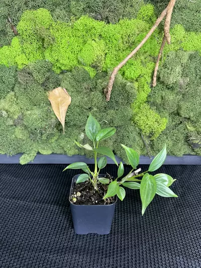 plant/Philodendron Majestic-0-thumbnail