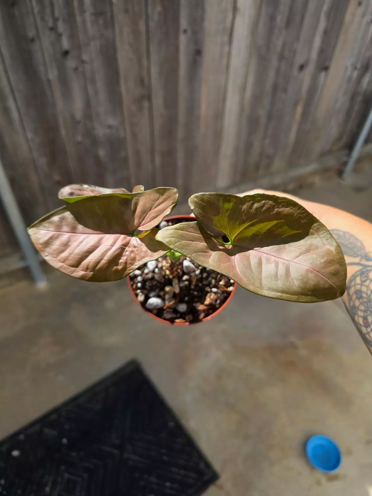 plant/Neon Robusta syngonium-0