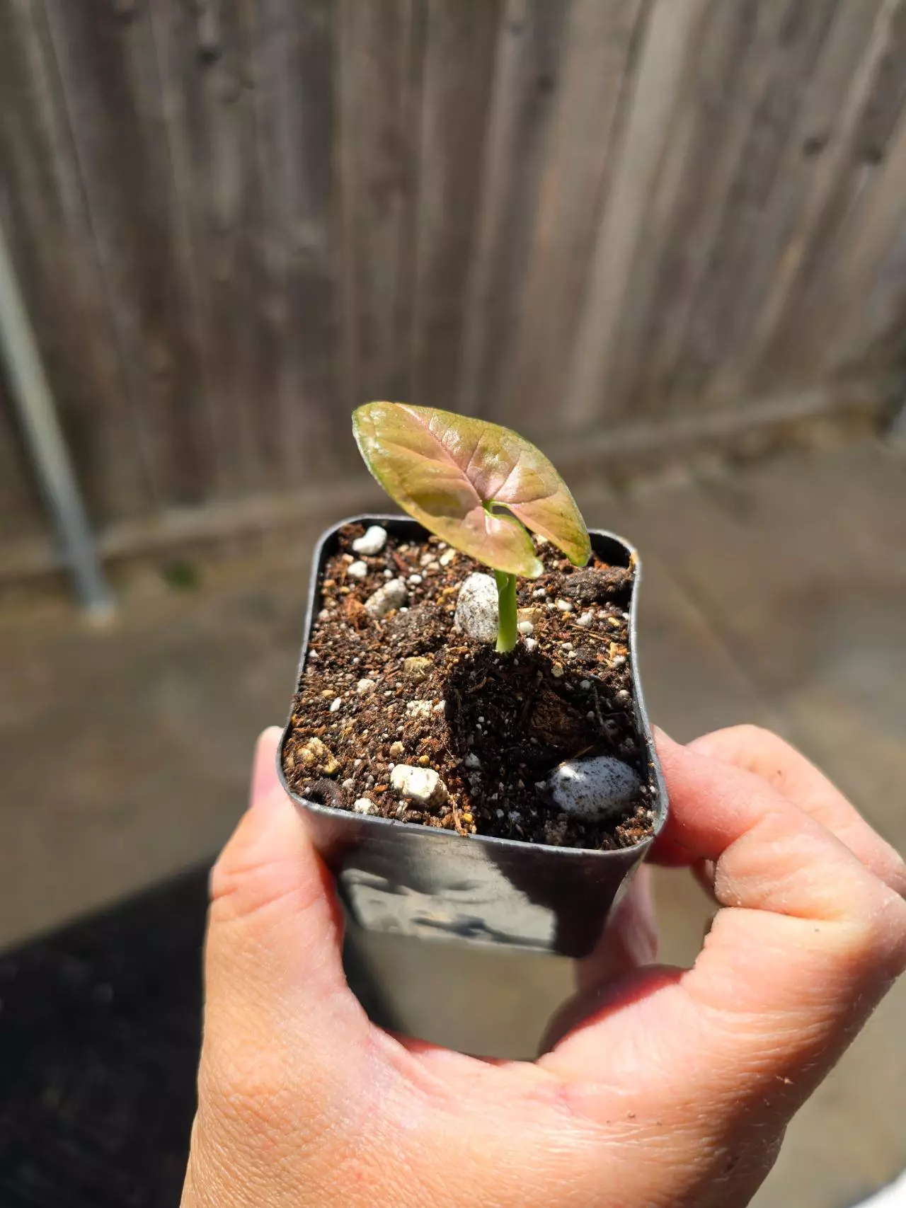 plant/Neon Robusta syngonium-0