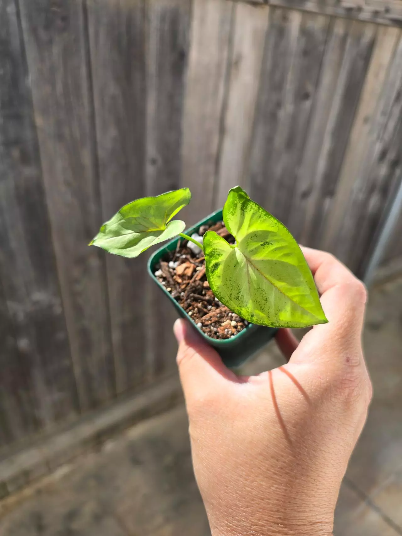 plant/Mango allusion syngonium-0