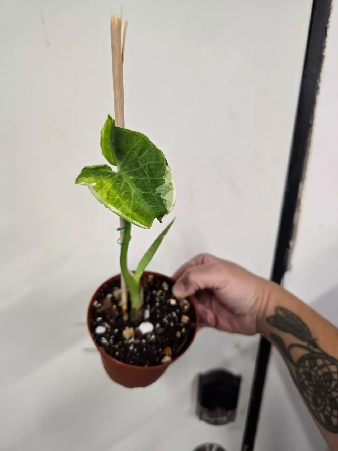 plant/Mickey mouse Alocasia-0