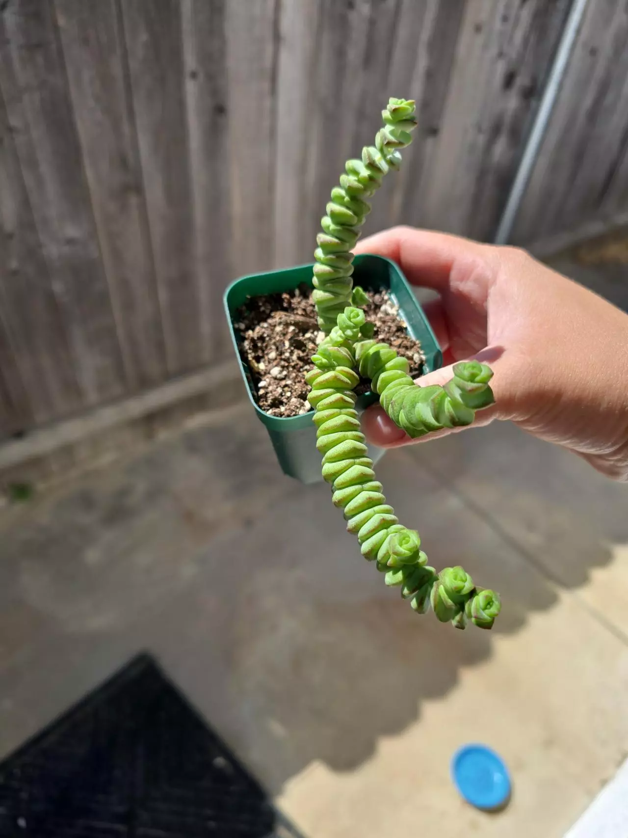 plant/Baby necklace succulent-0