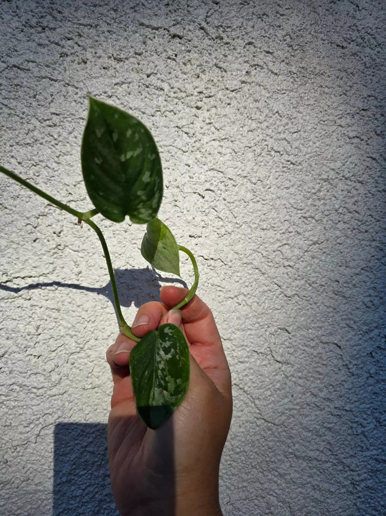 plant/Silvery Ann CLIPPING-0