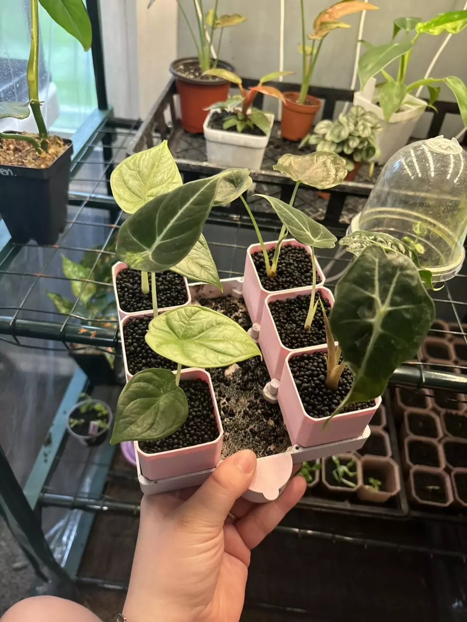 plant/Custom listing for NE_Houseplant_Galore-0