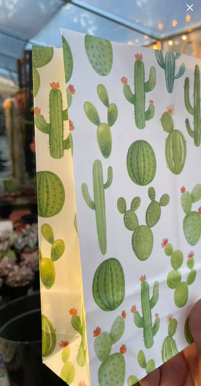 plant/20pc Rhipsalis Cutting Bag-1