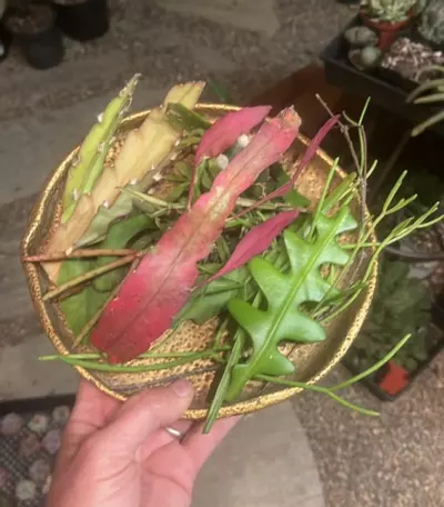 plant/20pc Rhipsalis Cutting Bag-0-thumbnail